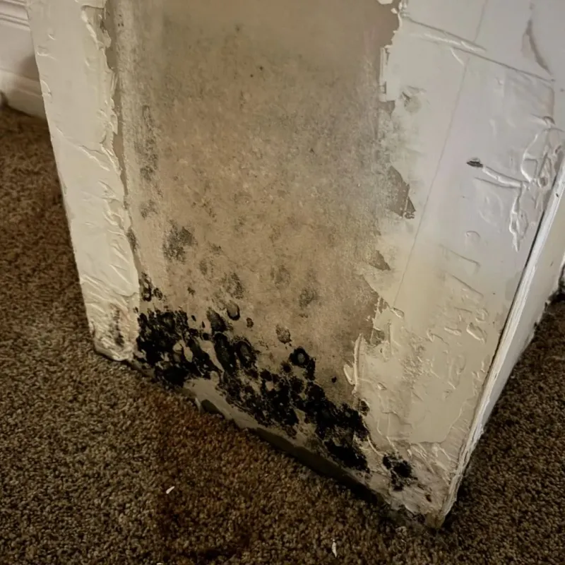 Professional Mold Removal in Lexington, VA
